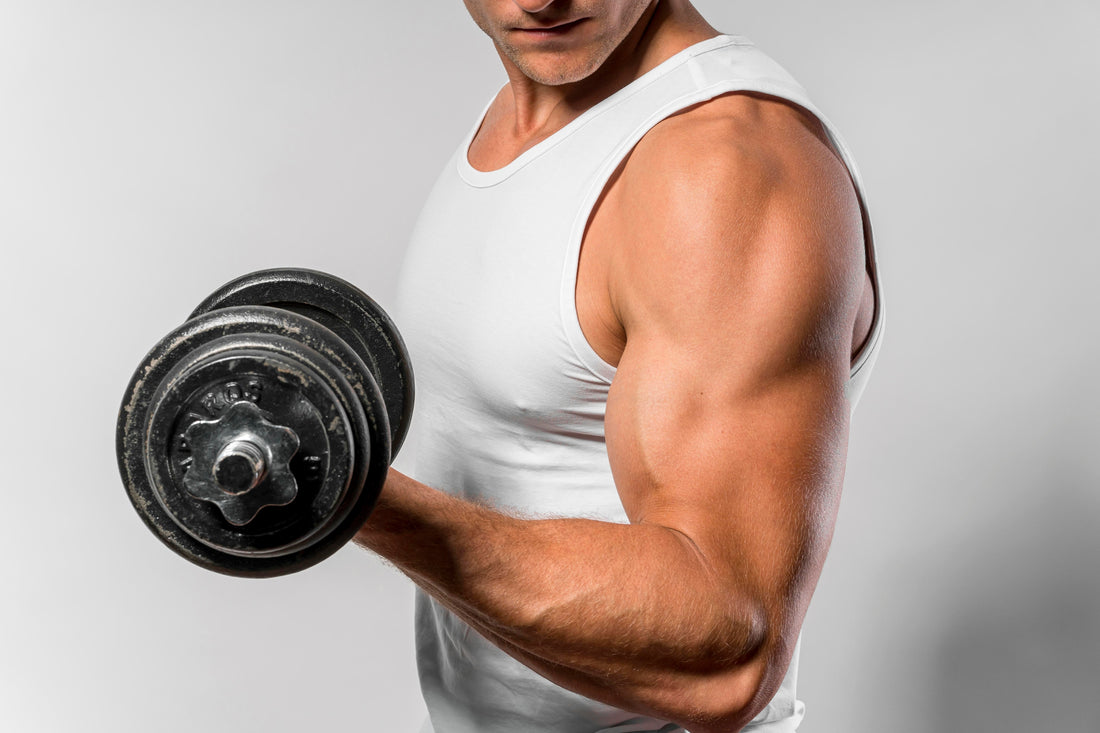 The Role of Creatine in the Human Body